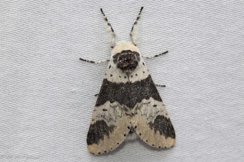 Modest Furcula Moth