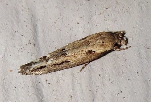 Mompha brevivittella