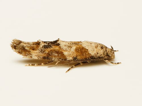 Stellella Mompha Moth
