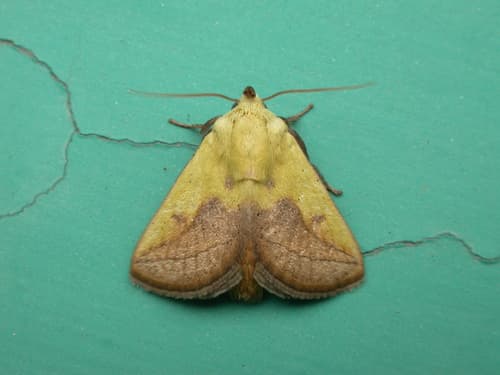 Oriental Yellow-tailed Slug Moth