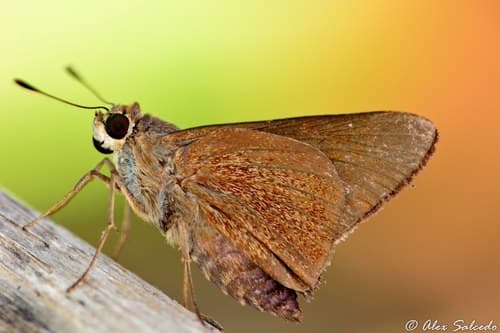 Monk Skipper