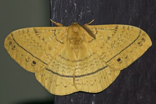 Monkey Moth