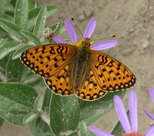 Mormon Fritillary