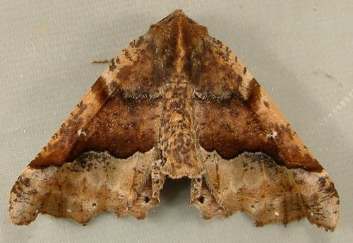 Morrison's Pero Moth