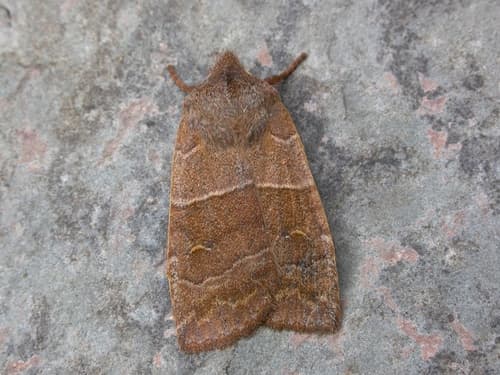 Morrison's Sallow