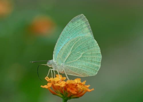 Mottled Emigrant