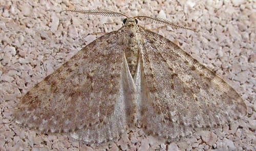 Mottled Grey