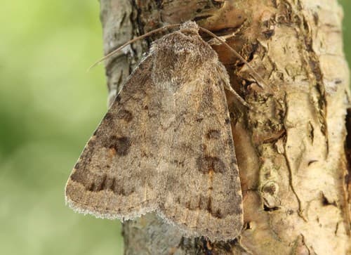Mottled Rustic
