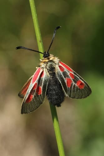 Mountain Burnet