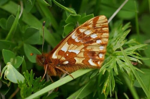 Mountain Fritillary