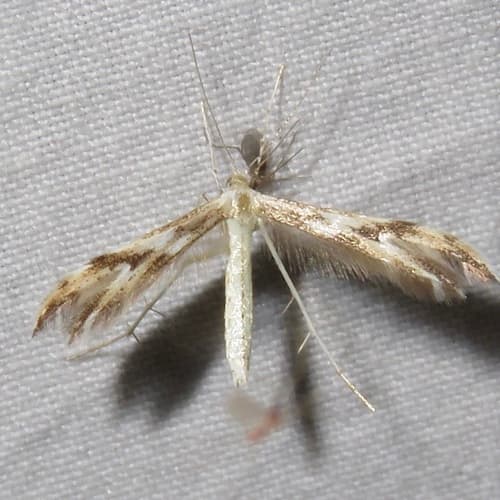 Mountain Plume Moth