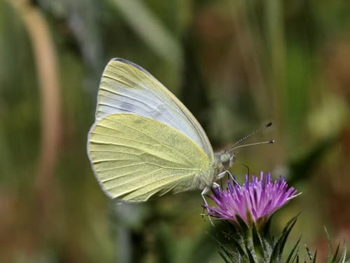 Mountain Small White