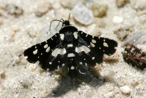 Mournful Thyris Moth
