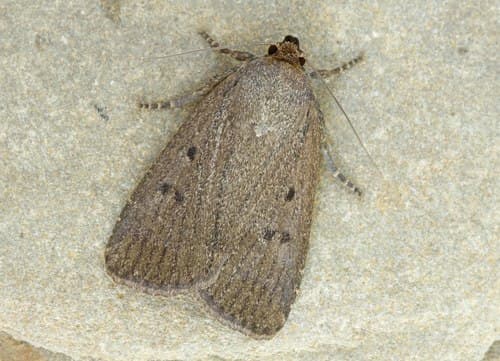 Mouse Moth