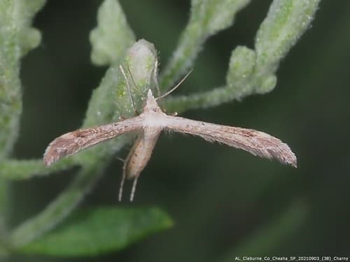 Mousy Plume Moth