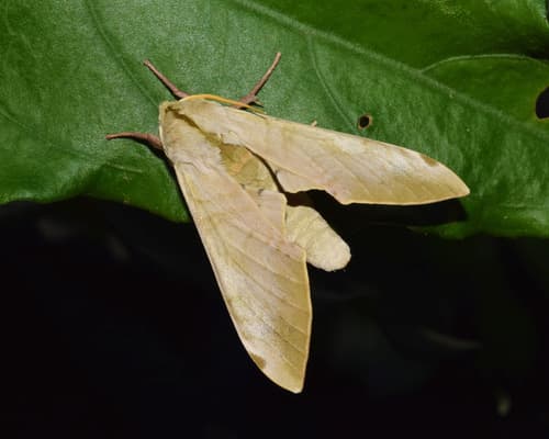 Mulberry Hawkmoth