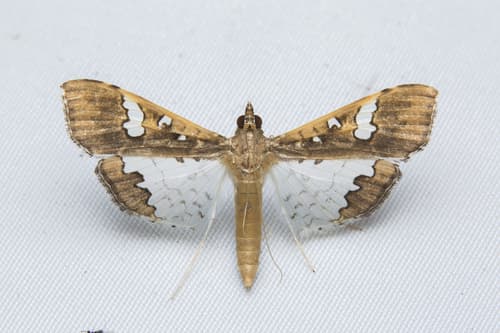 Mung Bean Moth