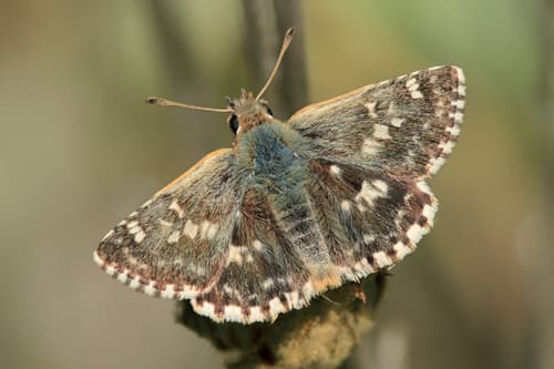 Alta Grizzled Skipper