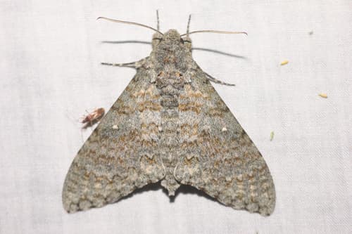 Muscosa Sphinx