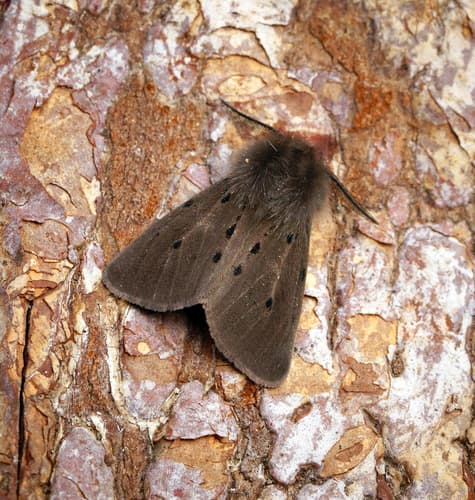 Muslin Moth