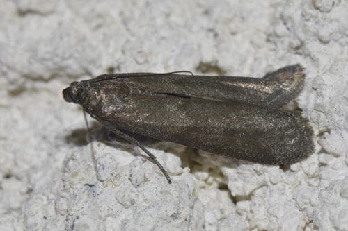 Myelopsis tetricella