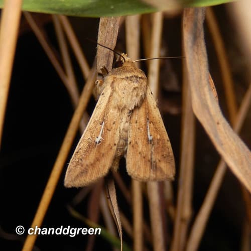 Mythimna decisissima