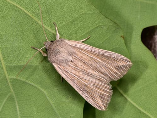 Striped Wainscot
