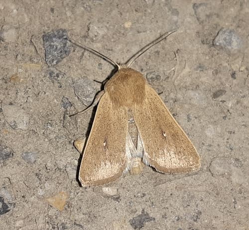 Sicilian Wainscot