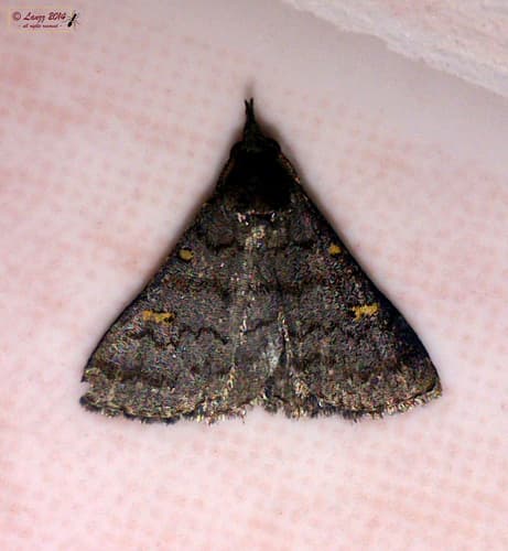 No widely recognized common name