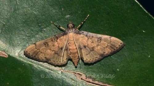 Nacoleia charesalis Moth