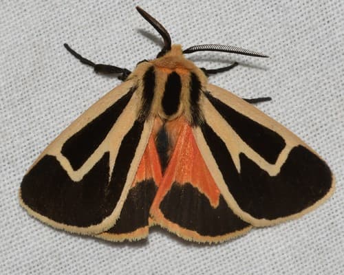Nais Tiger Moth