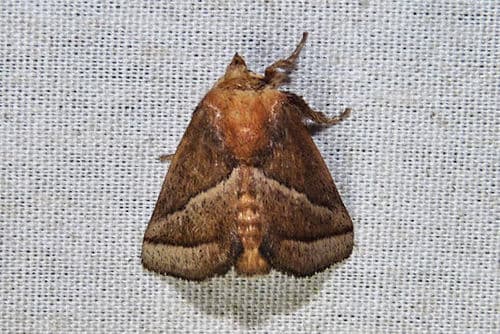 Nason's Slug Moth