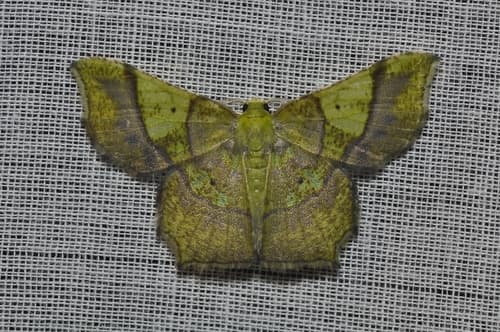 Neagathia corruptata