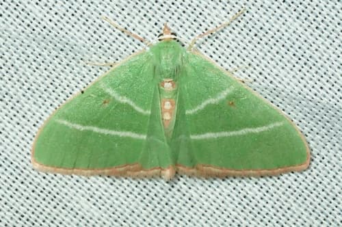 Oblique Emerald