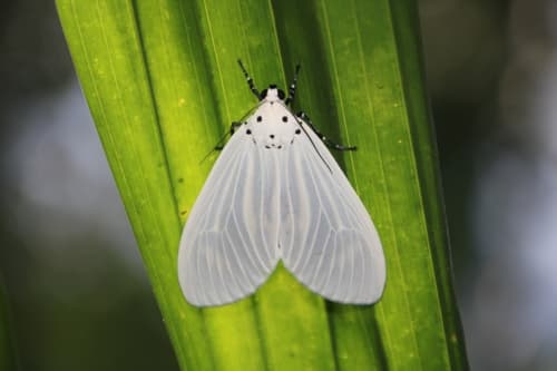Neochera dominia