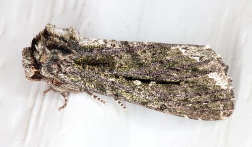 Semi-aurate Prominent