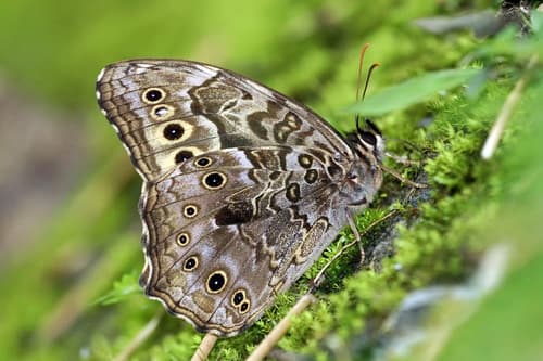Bremer's Streaked Satyr