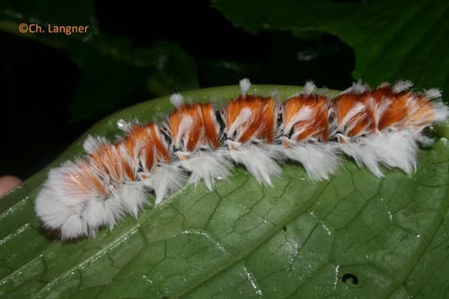 None widely recognized