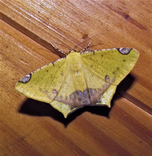 Nepheloleuca politia