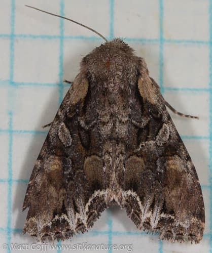 Nevada Arches Moth