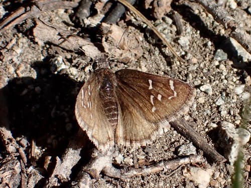 Nevada Cloudywing