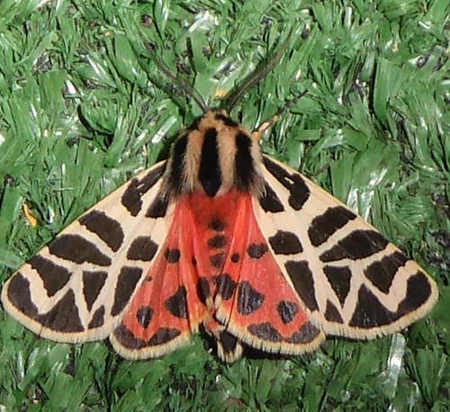 Nevada Tiger Moth