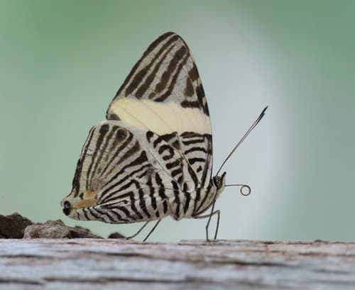 Zebra Swallowtail