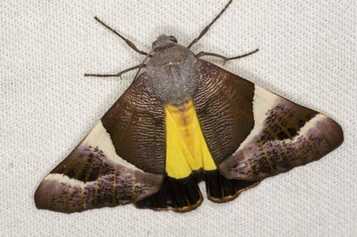 Niceteria macrocosma