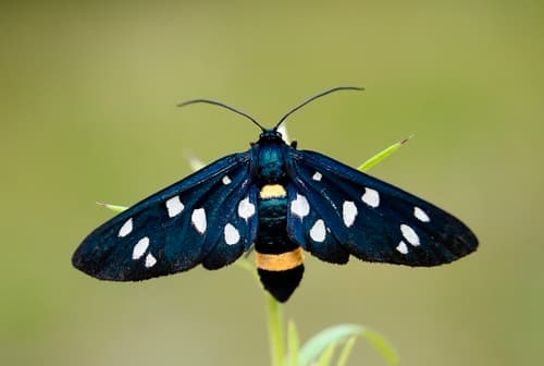 Nine-spotted Moth