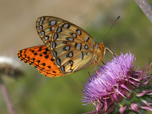 Nokomis Fritillary