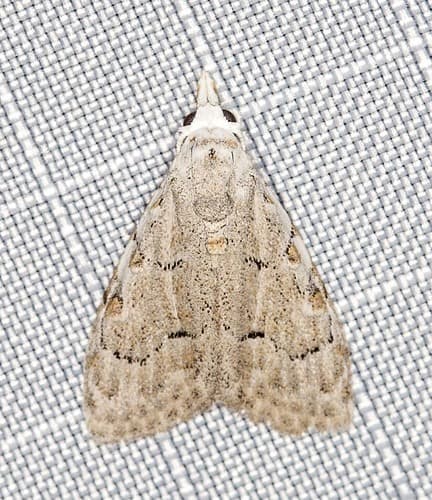 Silver-barred Nola