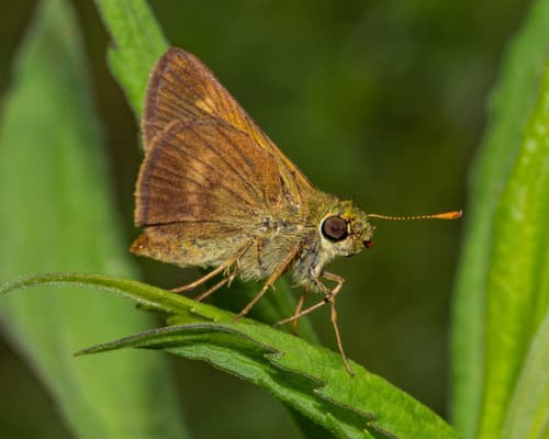 Northern Broken-Dash