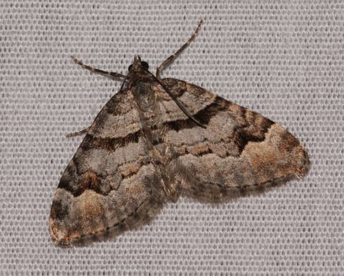 Northern Carpet