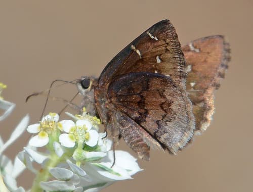 Northern Cloudywing